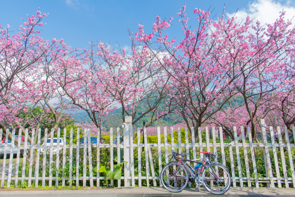 台北櫻花：陽明山