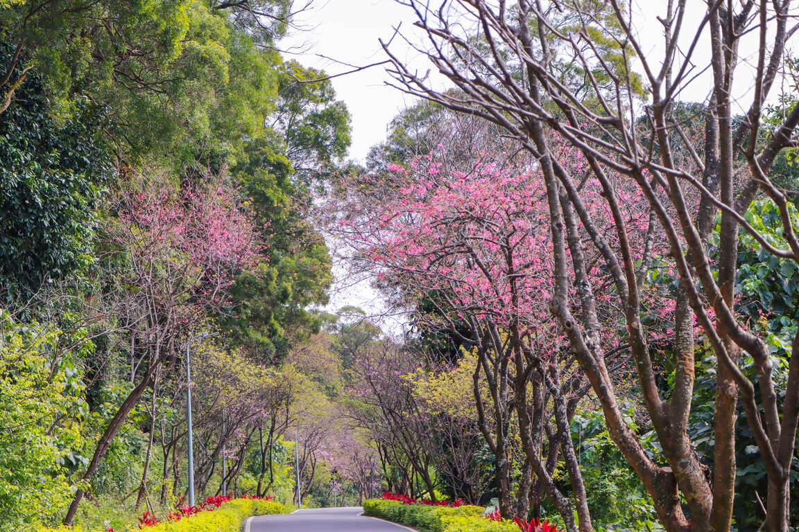 台北櫻花：滬尾櫻花大道
