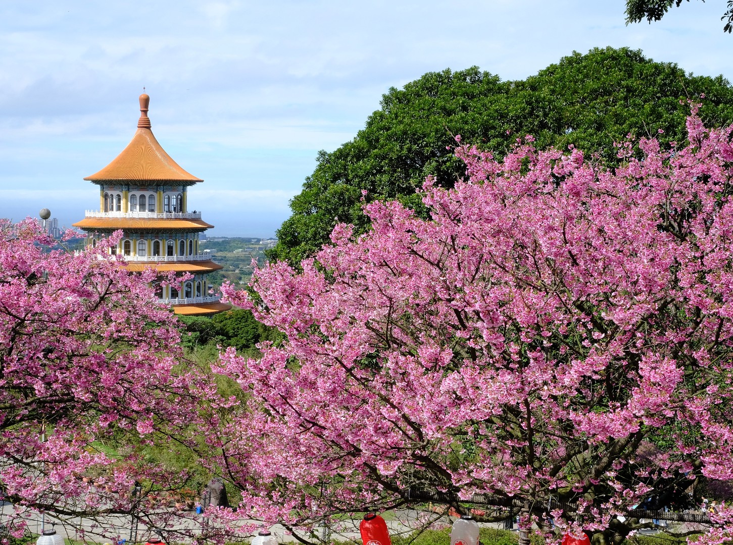 台北櫻花：淡水無極天元宮