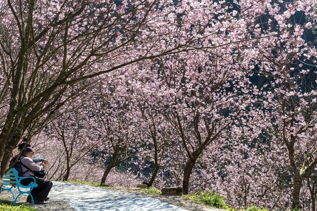 台北櫻花：三峽大熊櫻花林