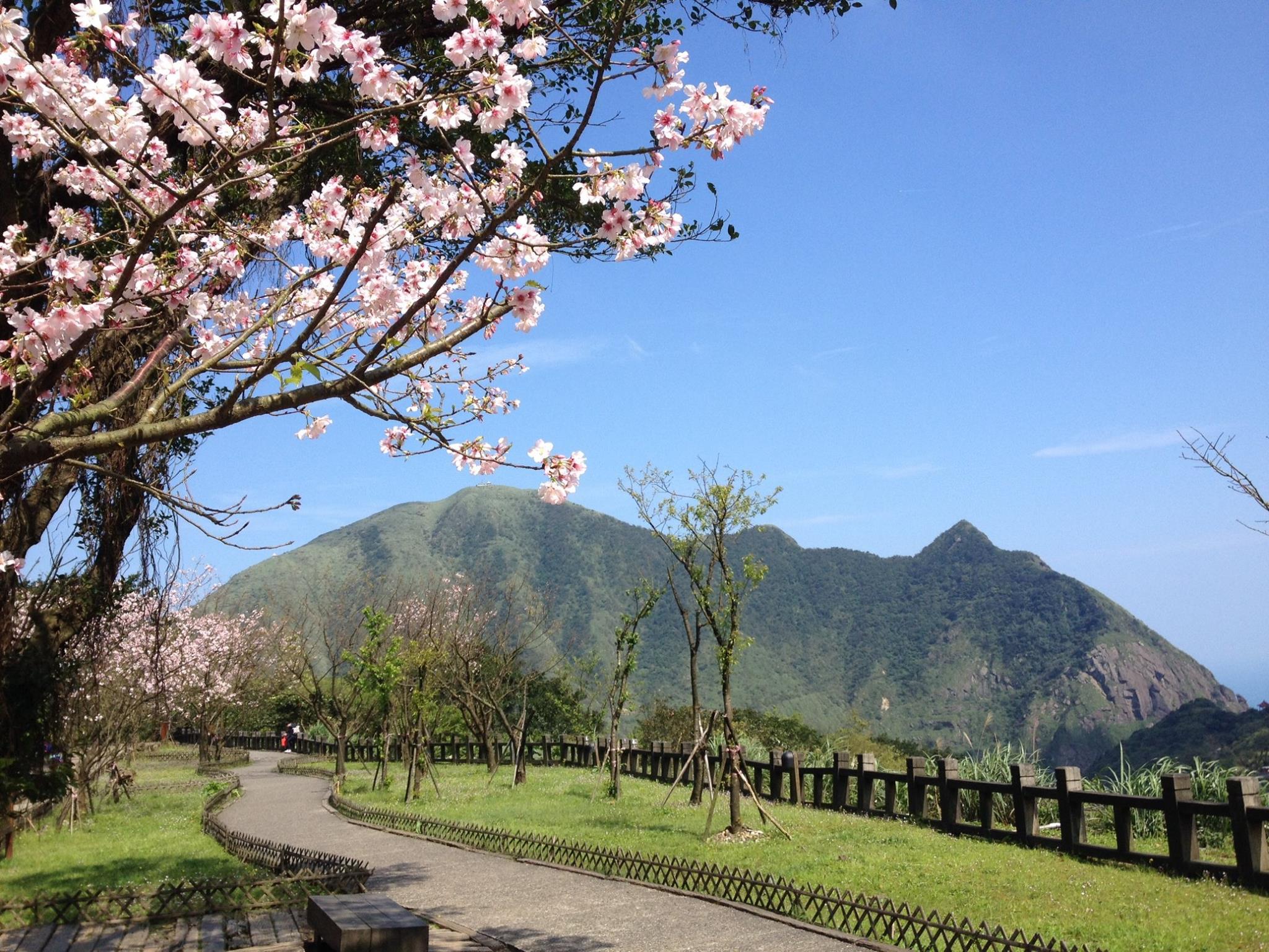 台北櫻花：金瓜石黃金博物館