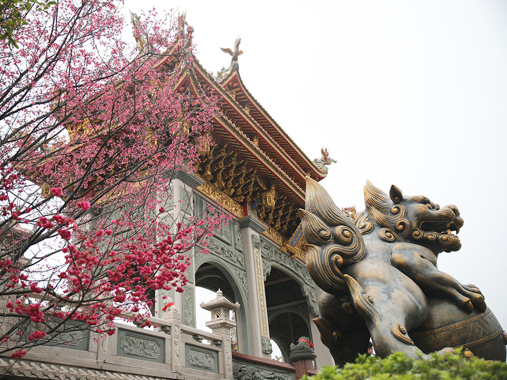 台北櫻花：竹林山觀音寺
