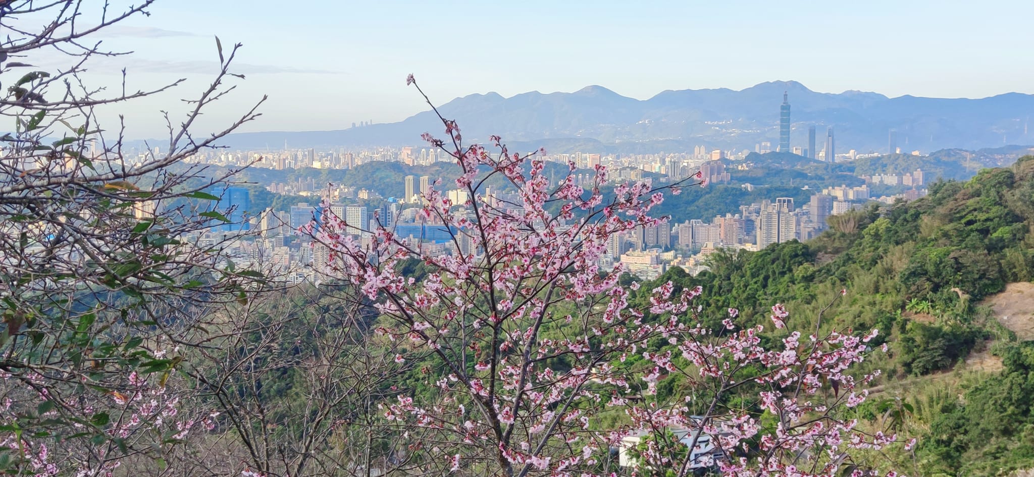 台北櫻花：騰龍御櫻