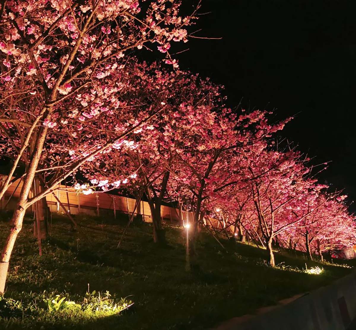 台北櫻花：內湖樂活公園