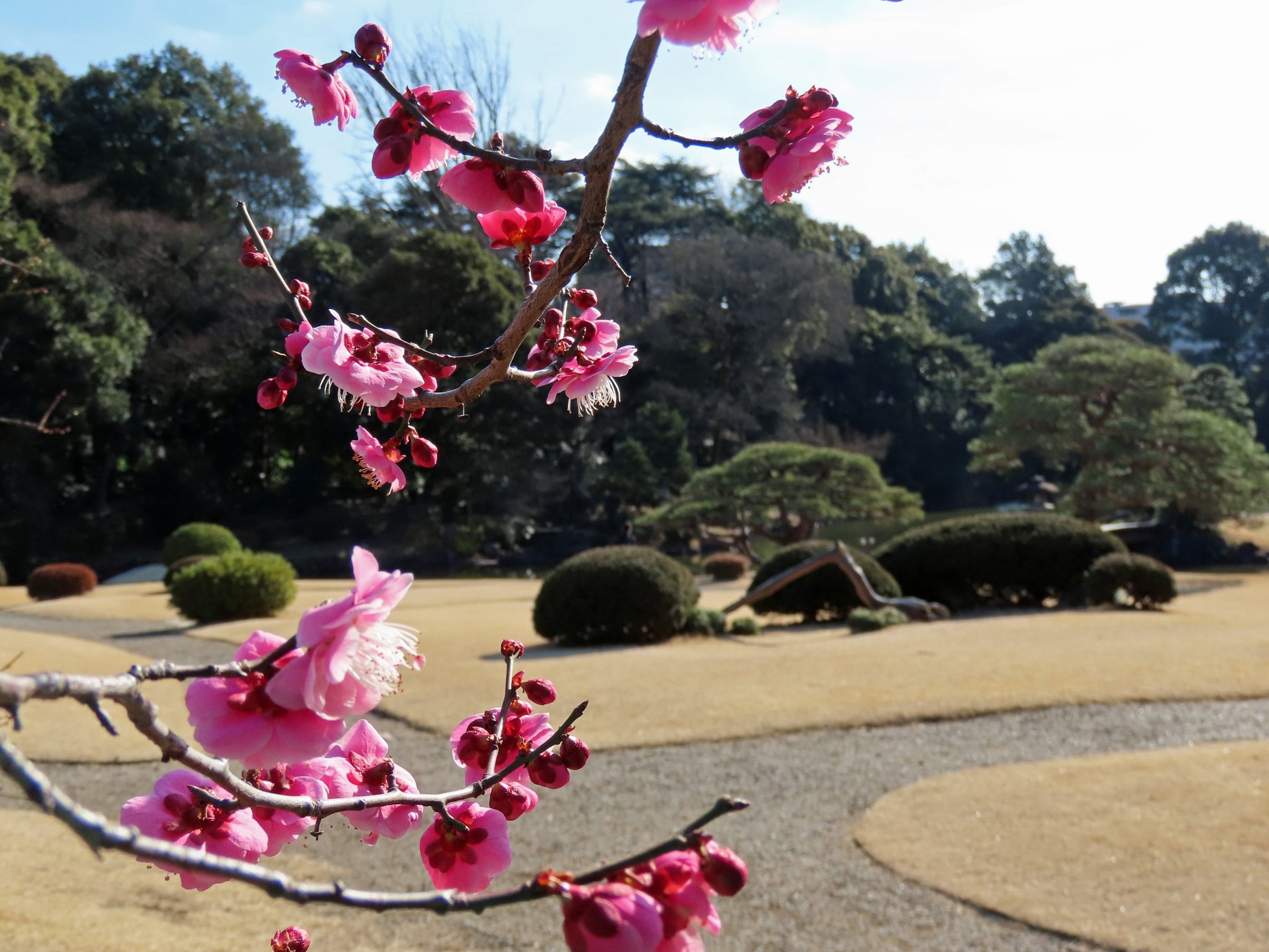 東京梅花｜新宿御苑