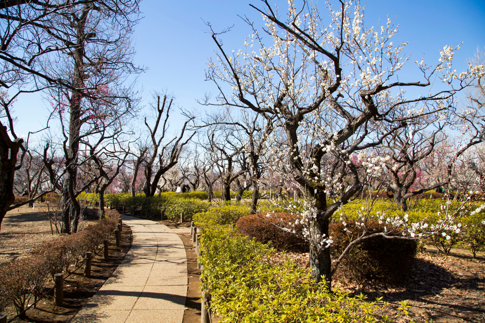 東京梅花｜羽根木公園