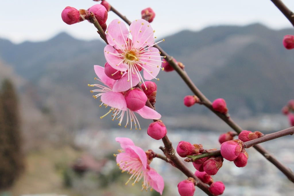 東京梅花｜吉野梅郷 梅の公園（青梅梅園）