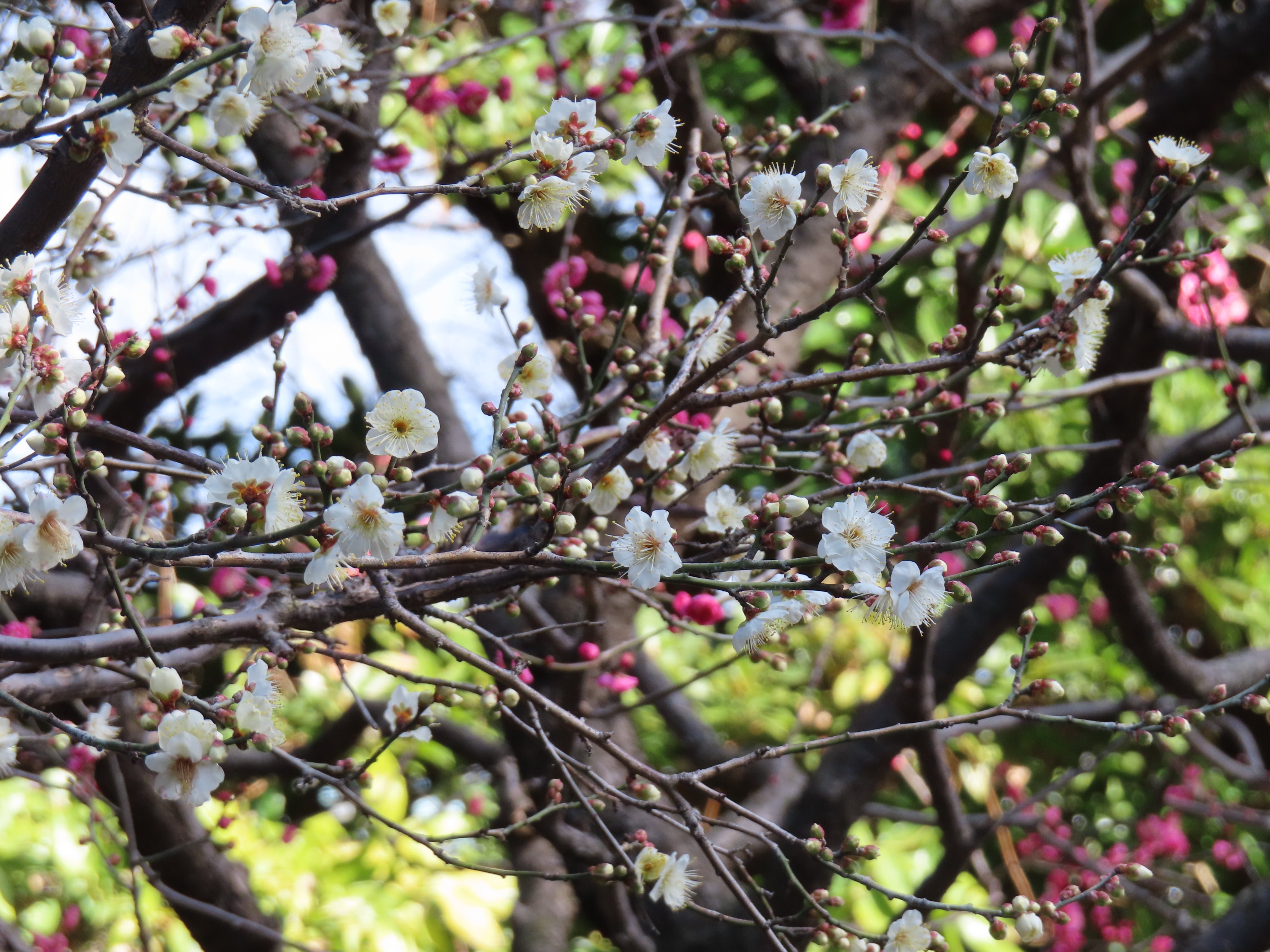 東京梅花｜皇居東御苑