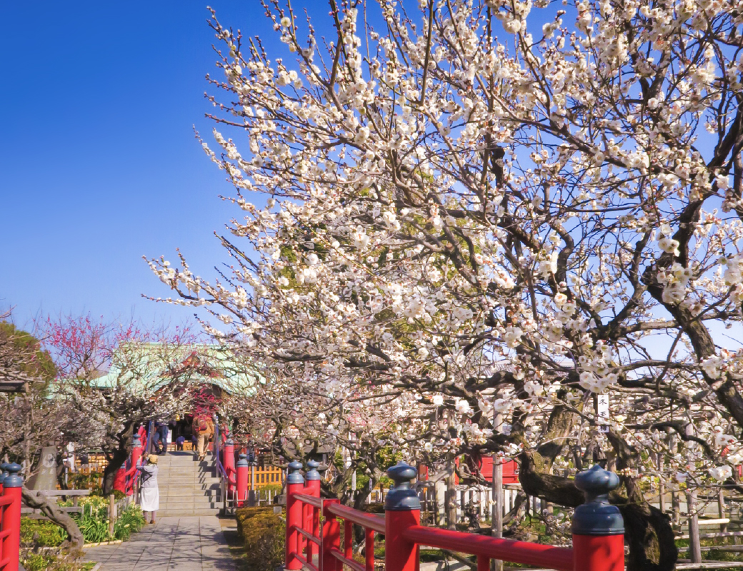 東京梅花｜龜戶天神社