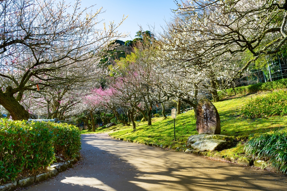 靜岡梅花｜熱海梅園