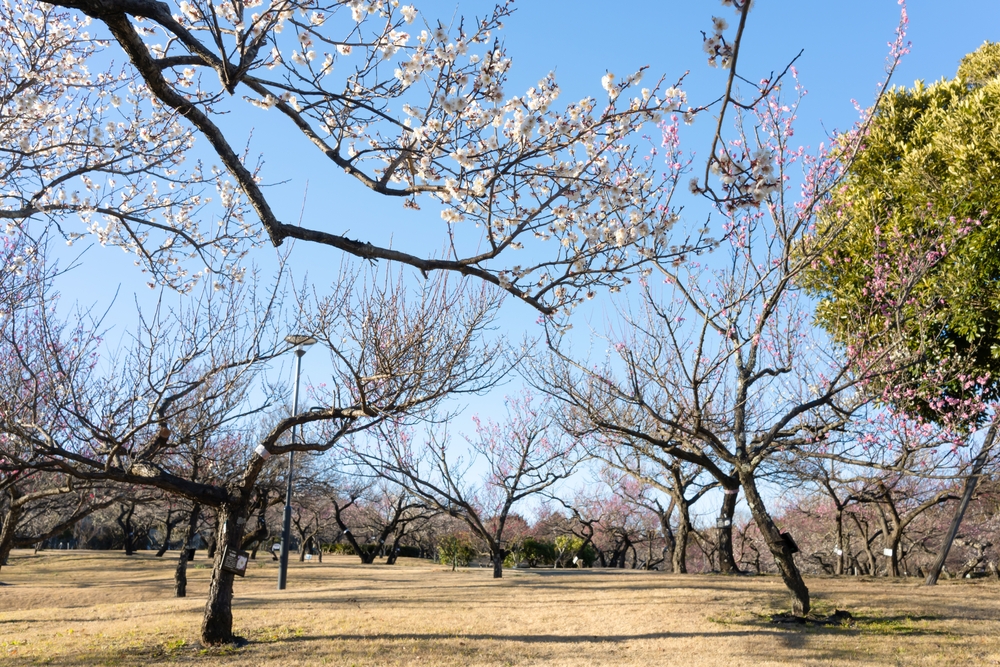 神奈川梅花|小田原花園
