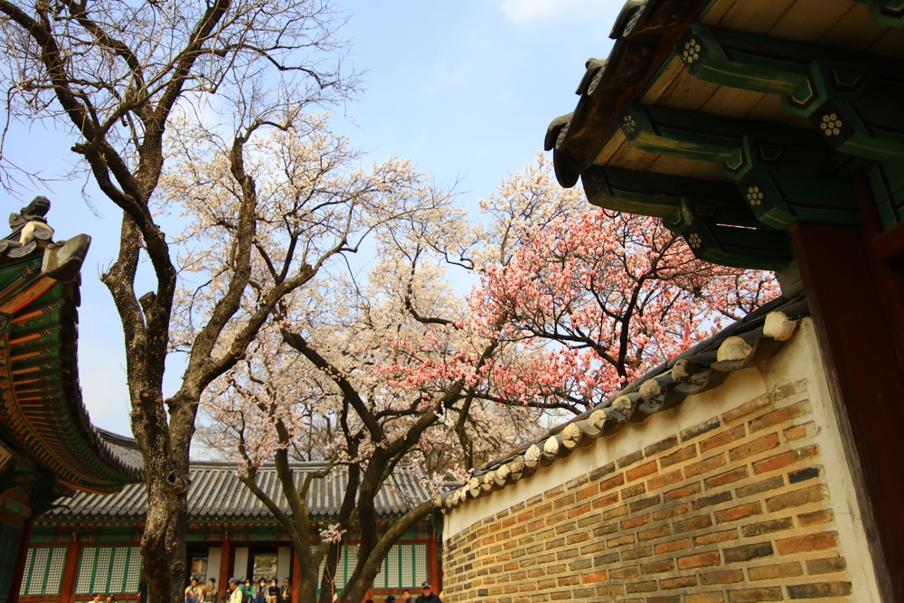 首爾梅花｜昌德宮