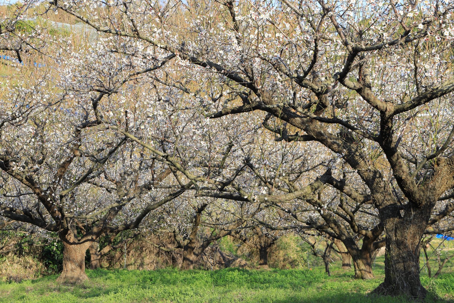 和歌山梅花|南部梅林