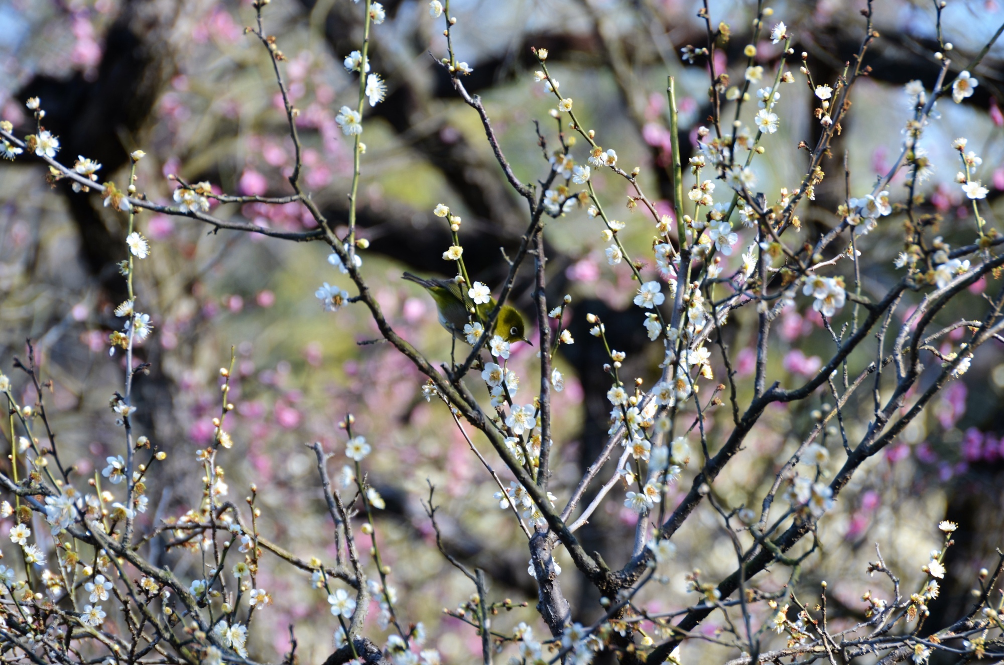 岡山梅花｜岡山後樂園