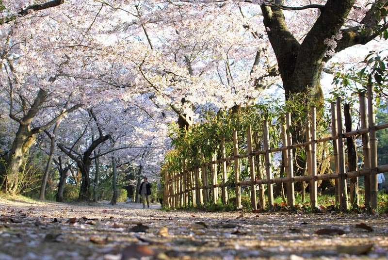 香川賞櫻|2. 栗林公園