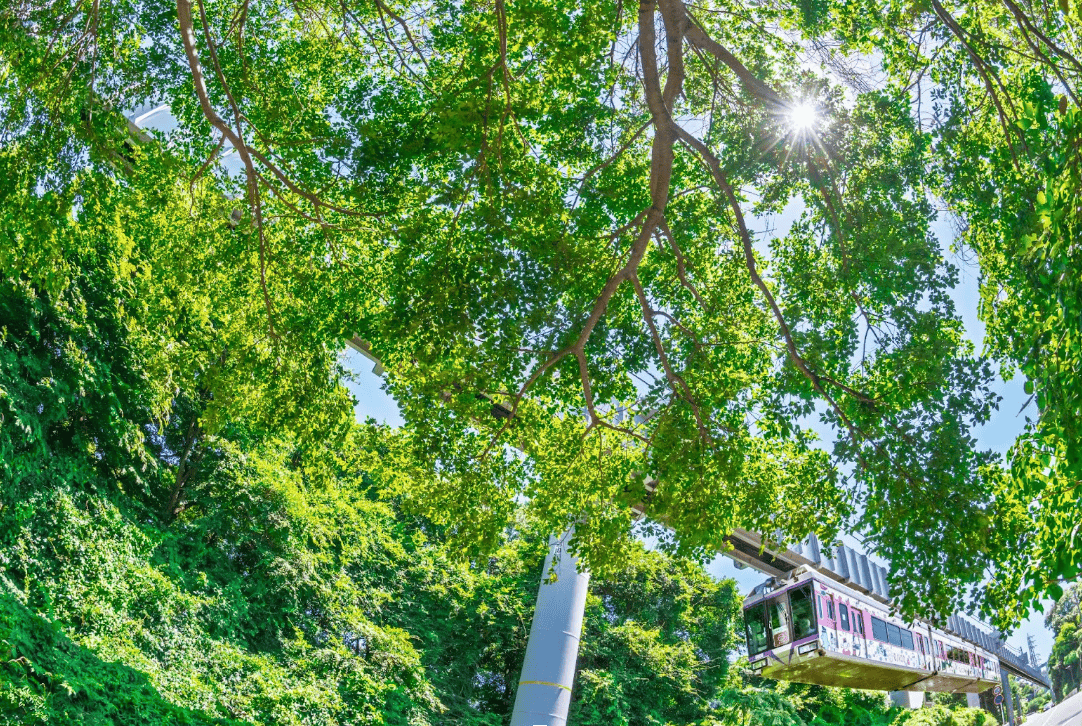 湘南單軌電車景點｜3. 湘南町屋站－進入綠色隧道的空中漫步