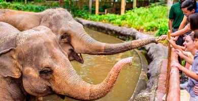 【#堅So推介】親子遊必去！新加坡3大動物園推介 附超值套票優惠