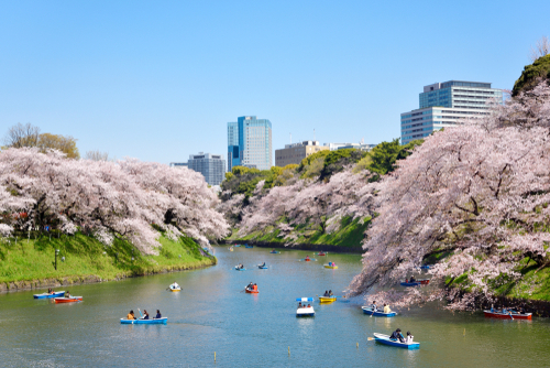 2025日本賞櫻｜東京賞櫻地點